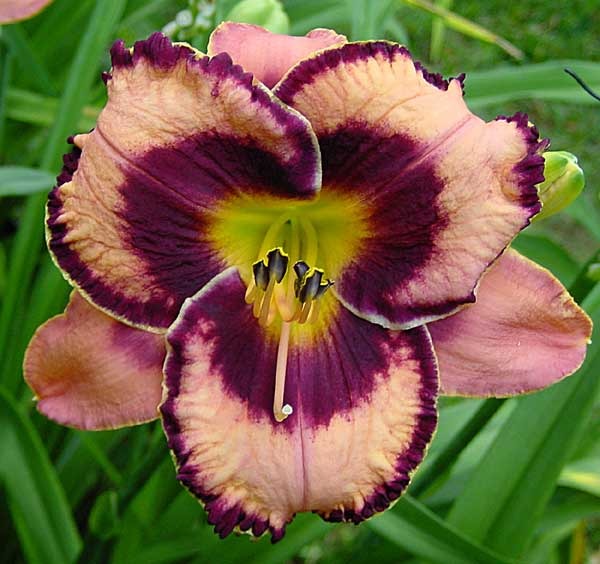 Hemerocallis awesome blossom